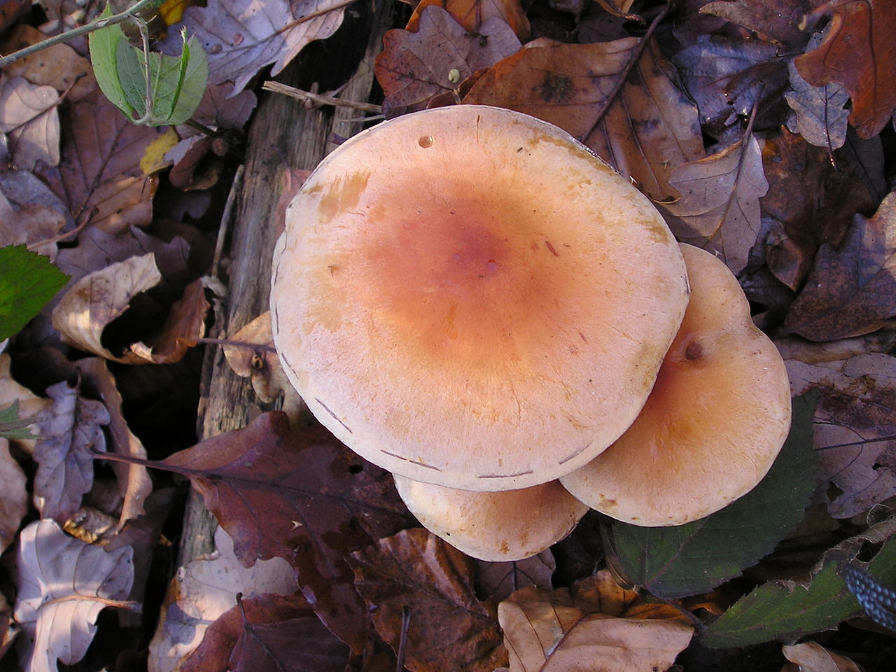 1280px-Hypholoma_sublateritium_031207A.jpg