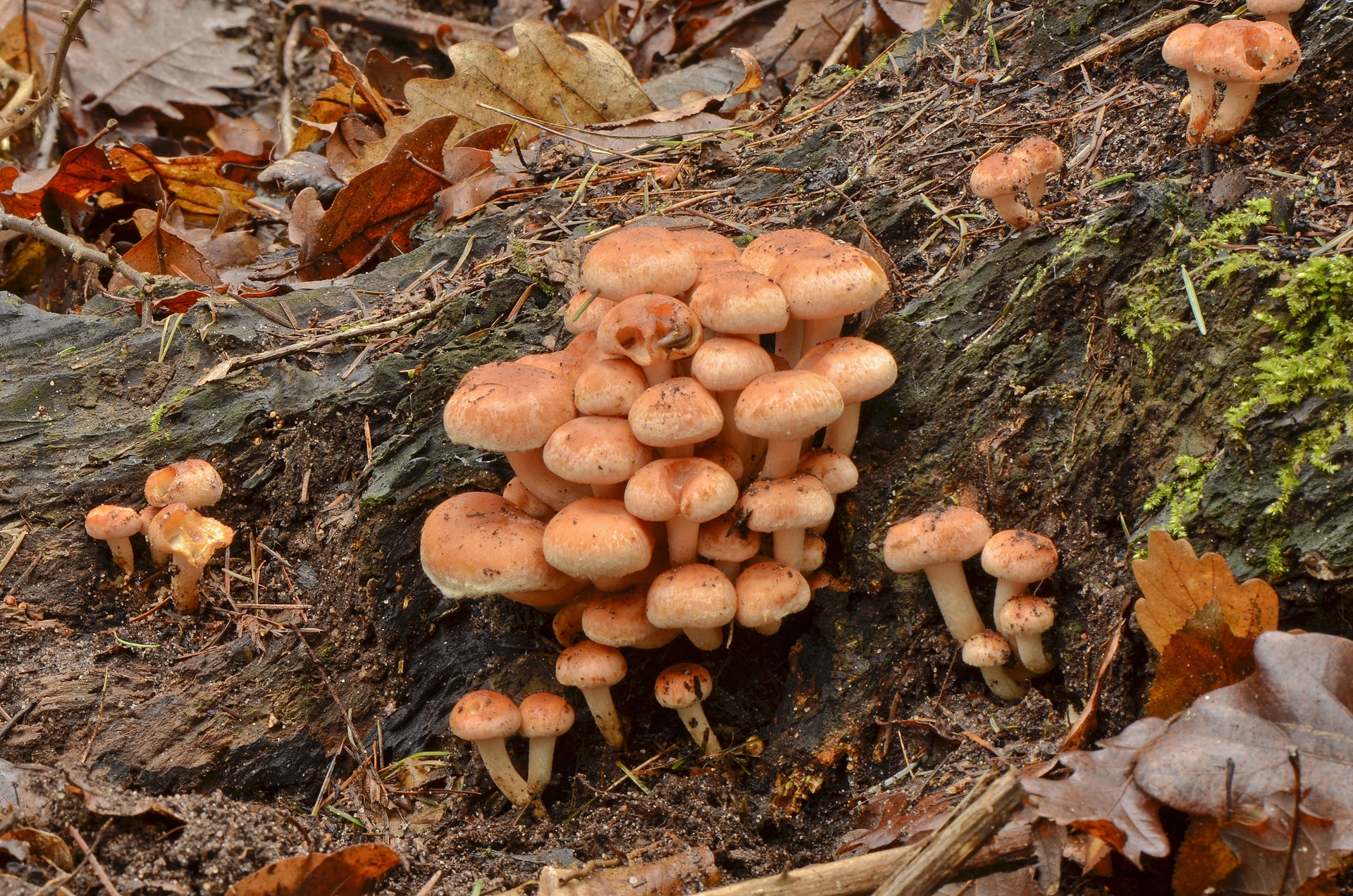 Hypholoma_sublateritium_-_Brick_Cap_-_Ziegelroter_Schwefelkopf_-_01.jpg