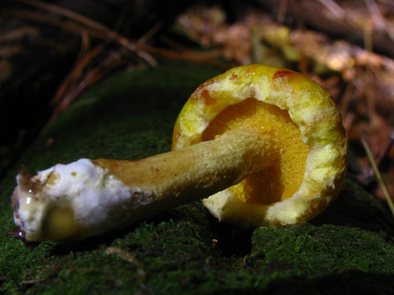 1280px-Suillus_americanus_60342.jpg
