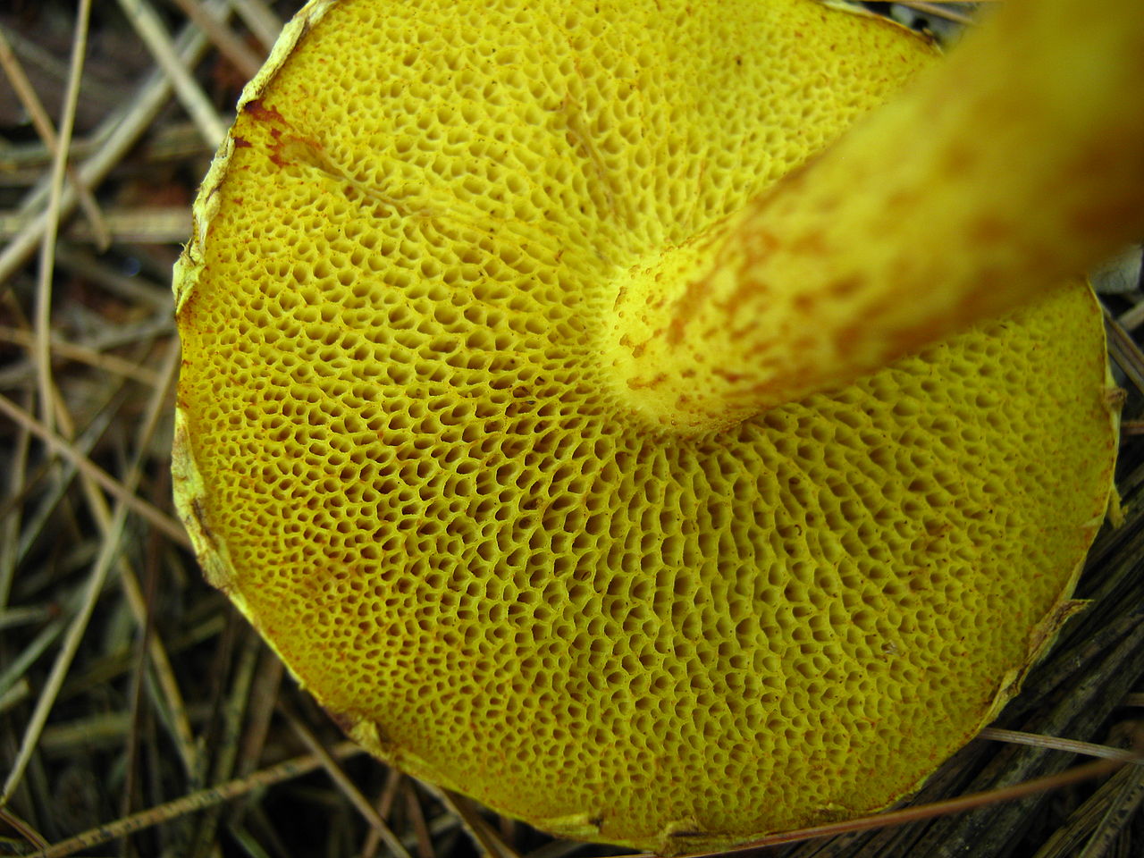 1280px-Suillus_americanus_53663.jpg
