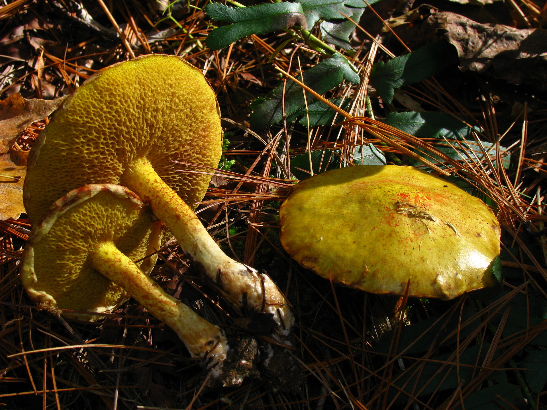 Suillus_americanus_61328.jpg