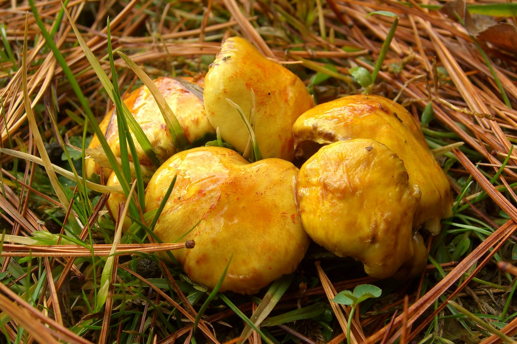 Suillus_americanus_8225.jpg