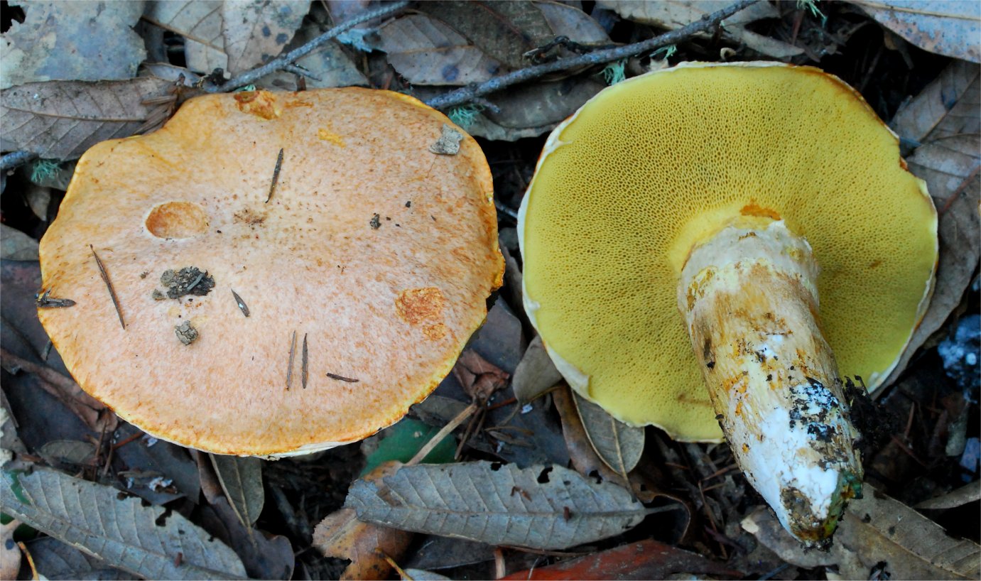 Suillus caerulescens 8977-1.jpg