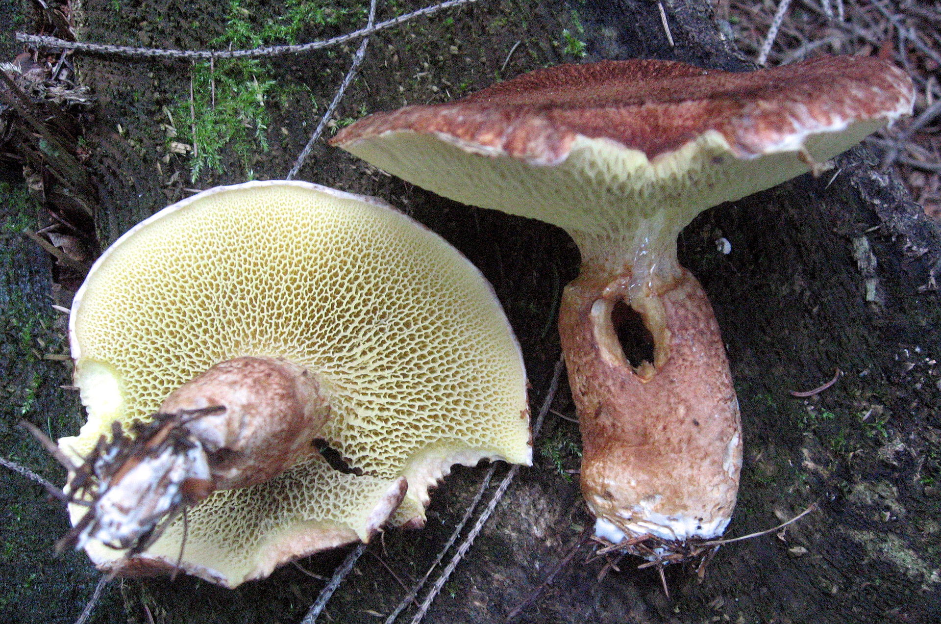 Boletus_cavipes.jpg