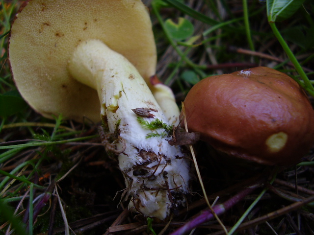 Suillus_granulatus.JPG