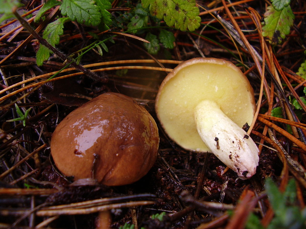 1280px-Suillus_collinitus1.JPG