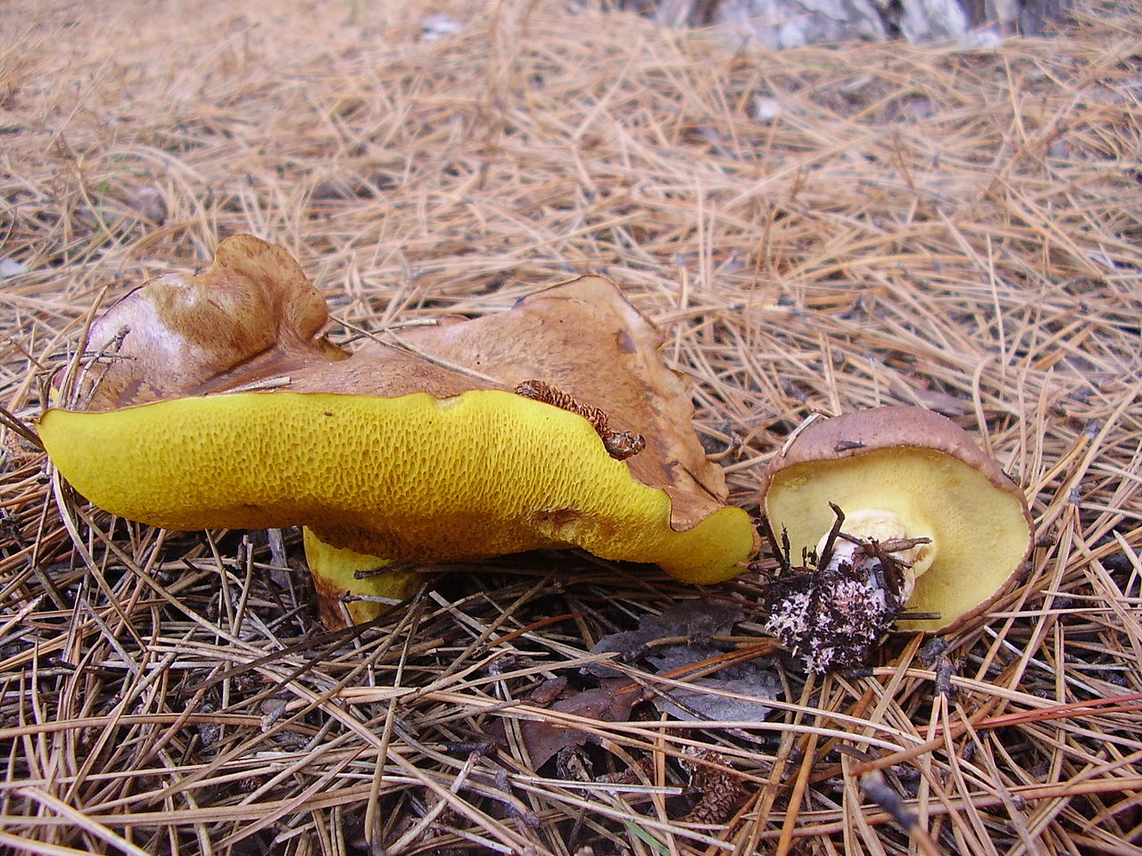 1280px-Suillus_collinitus.JPG
