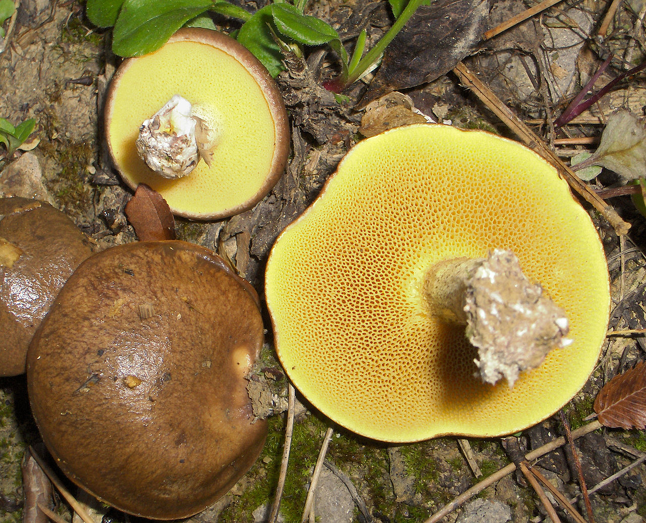 2007-09-22_Suillus_collinitus_12201_cropped.jpg
