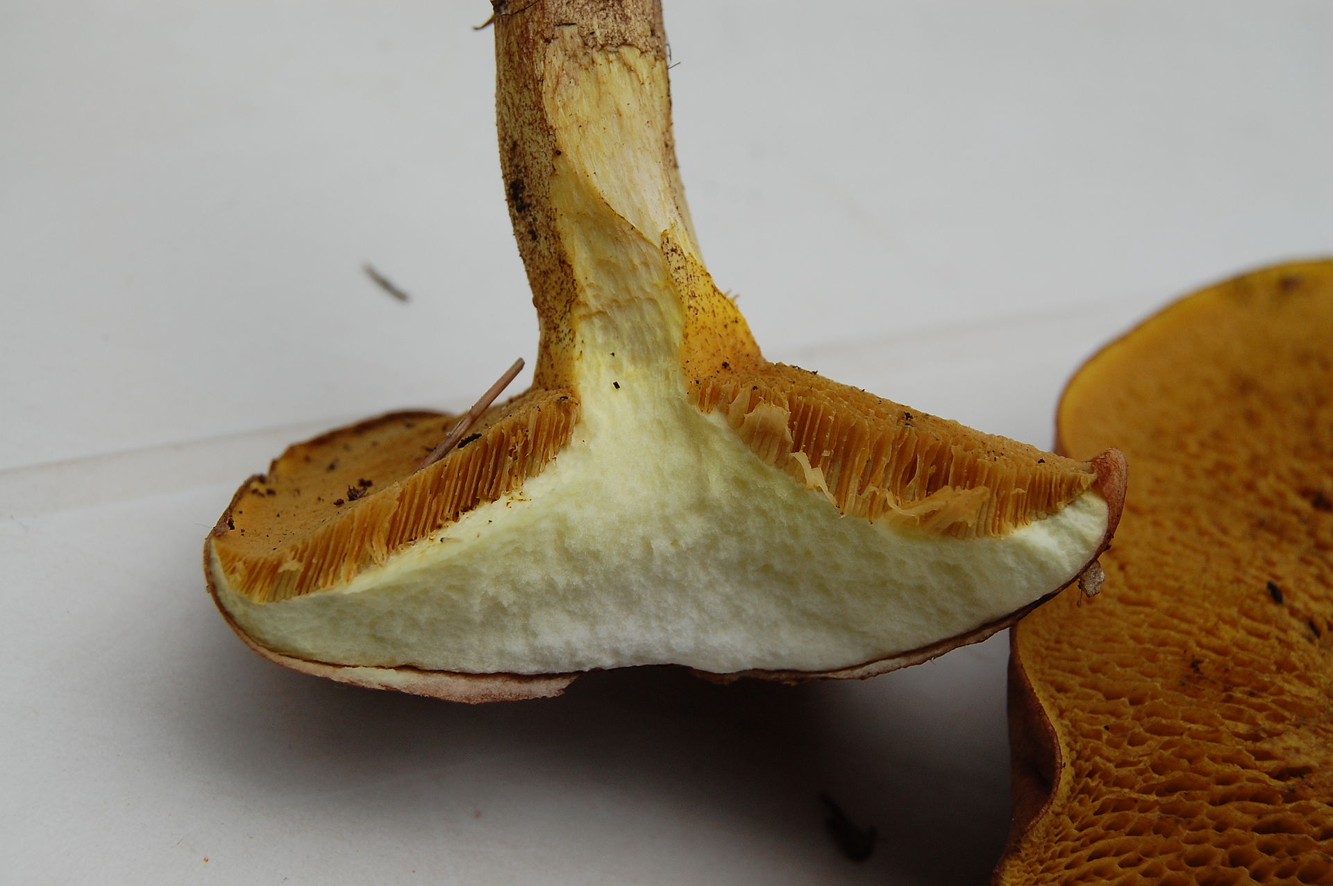 Suillus_collinitus004.JPG