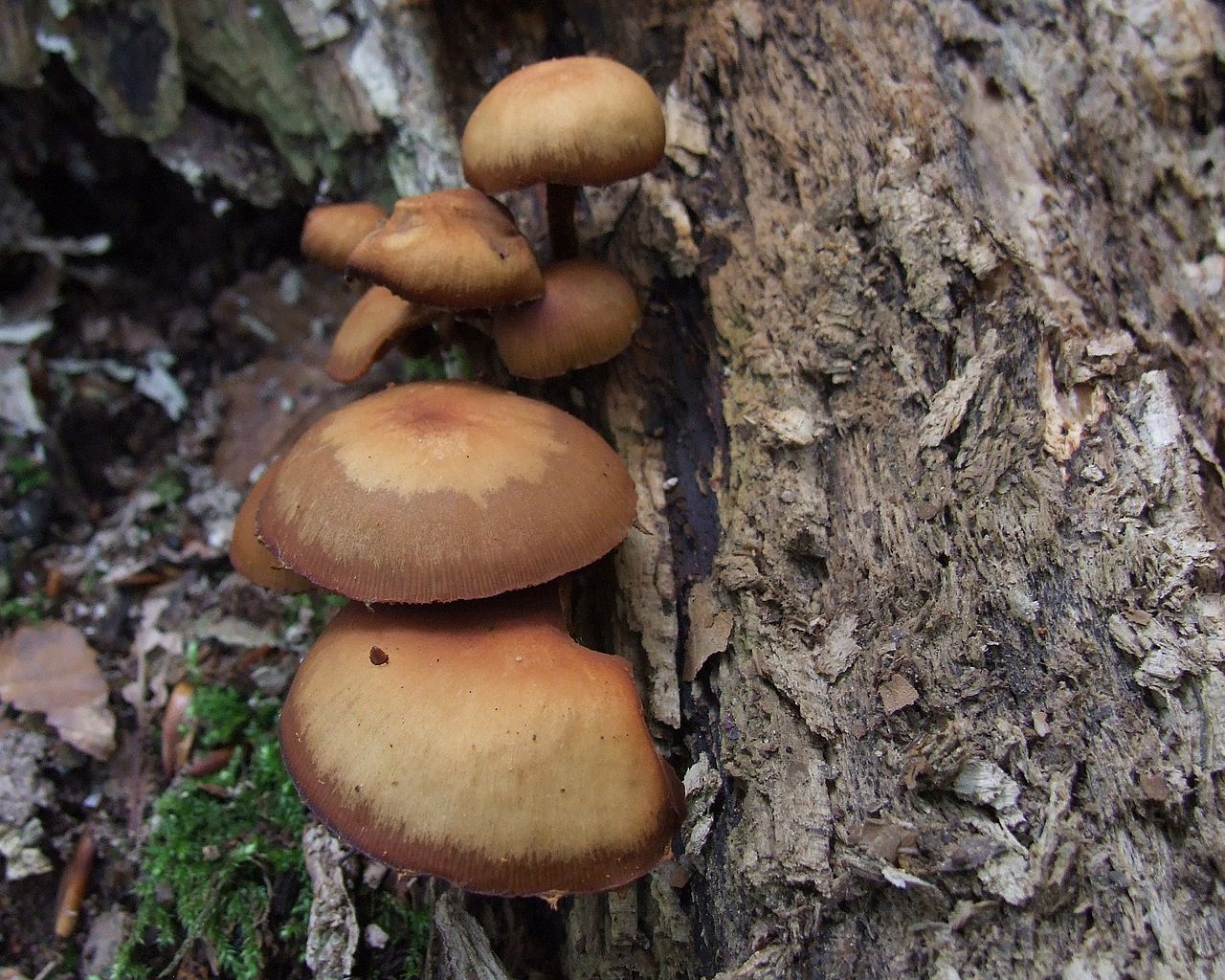 Psathyrella_piluliformis_B1.jpg