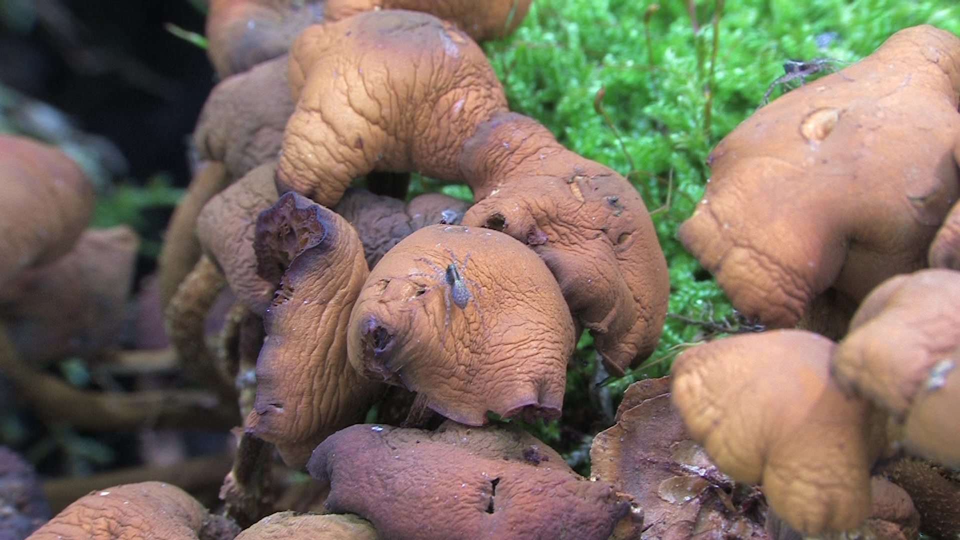 Kuehneromyces_mutabilis,_several_days_old_-_2012-08-21-(36).jpg