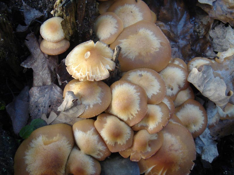 Kuehneromyces_mutabilis12.jpg