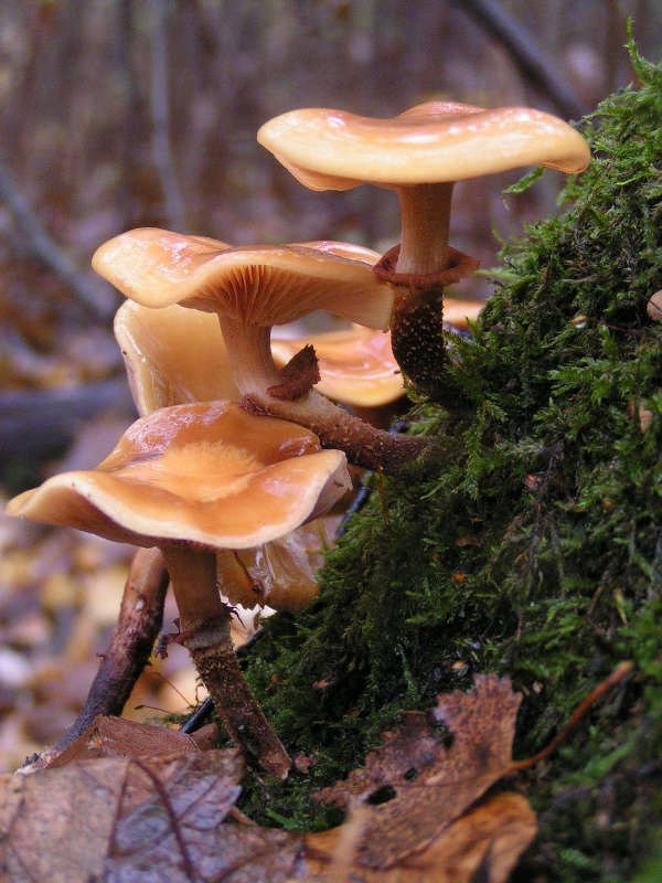 Kuehneromyces_mutabilis_01.JPG