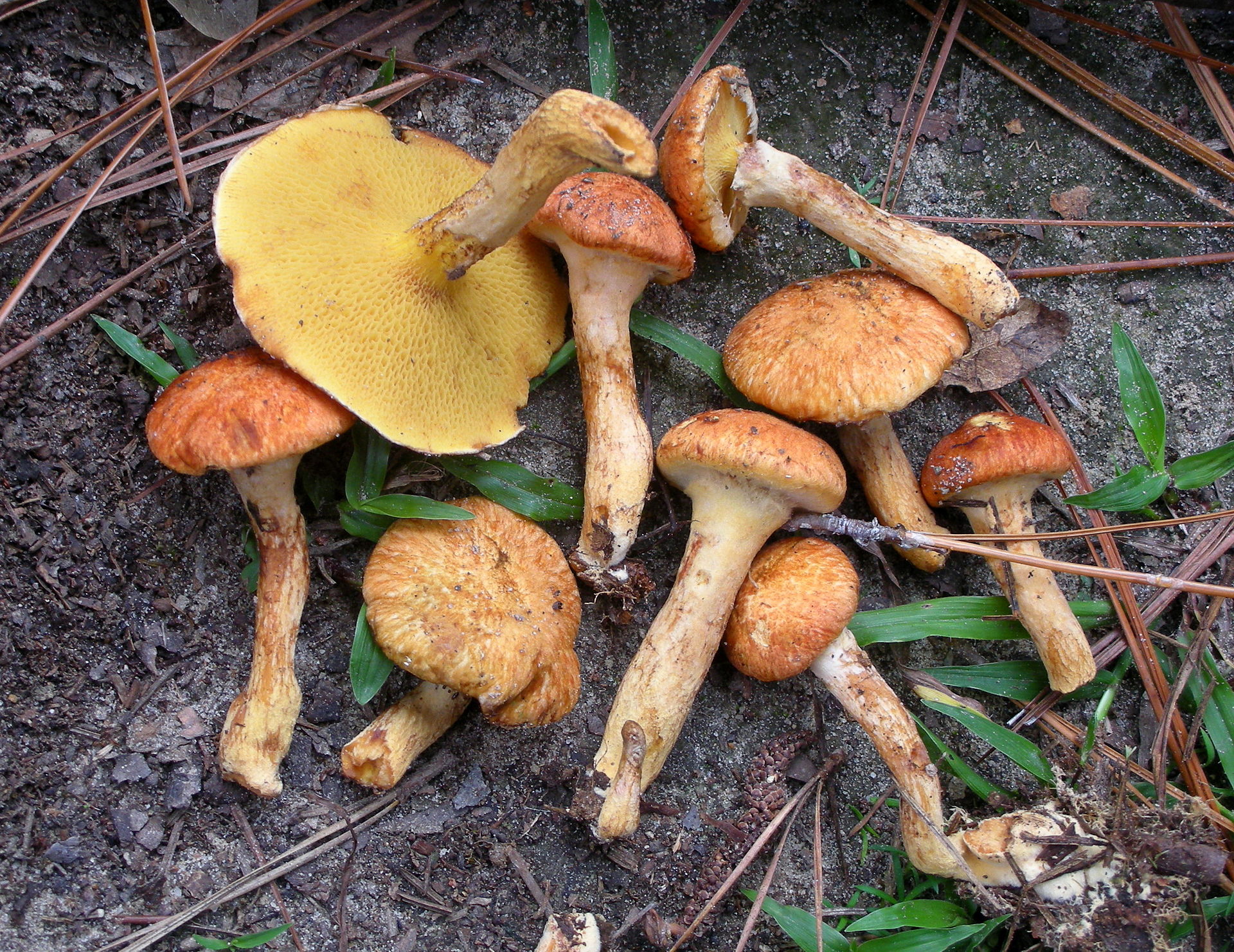 Suillus_decipiens_59623.jpg