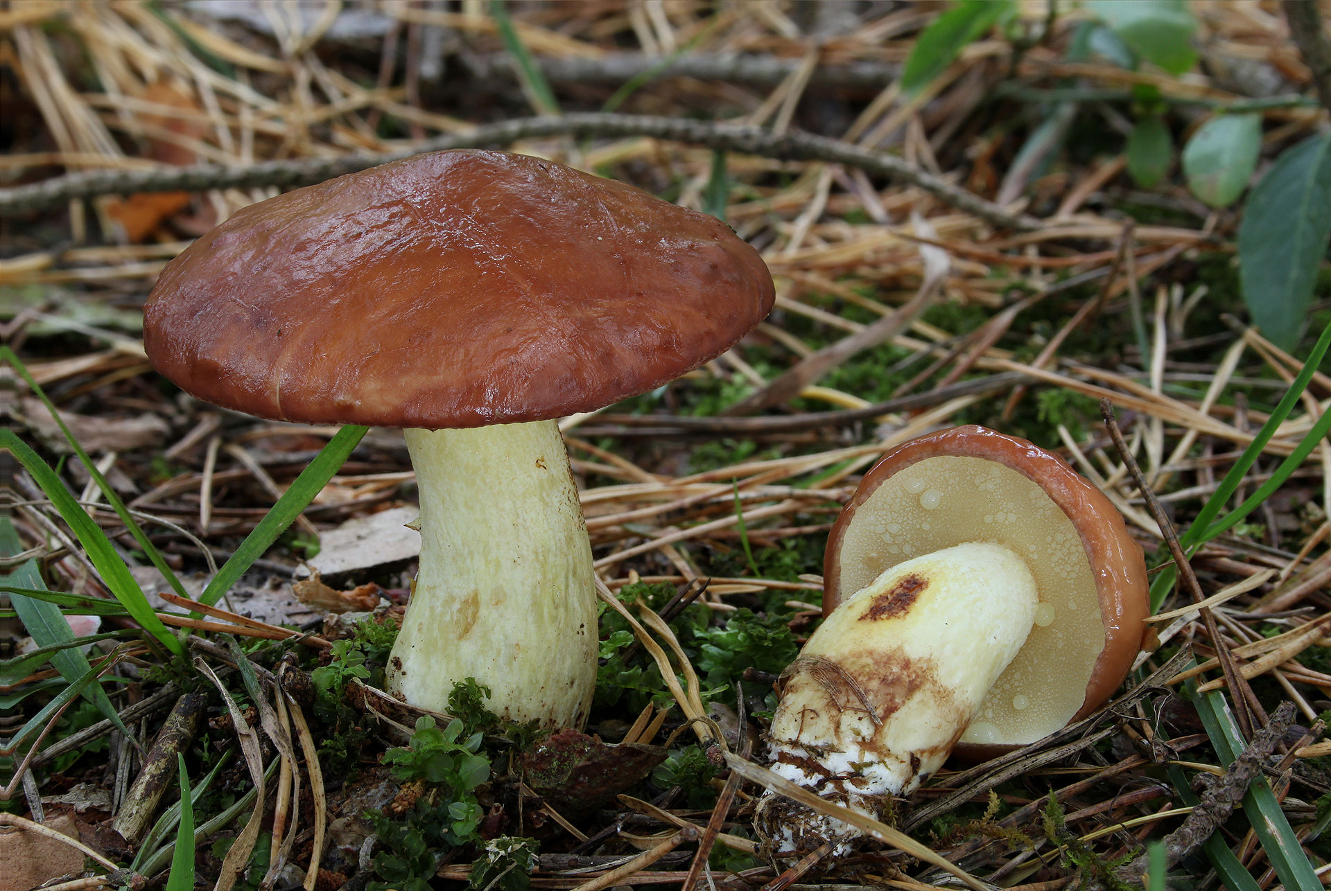 K?rnchen-R?hrling_Suillus_granulatus_1.jpg