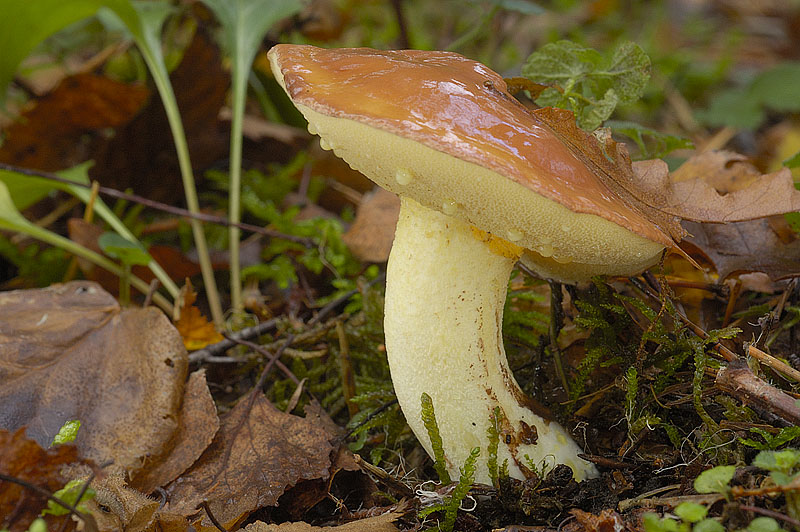 0__DSC0615 Suillus granulatus.jpg