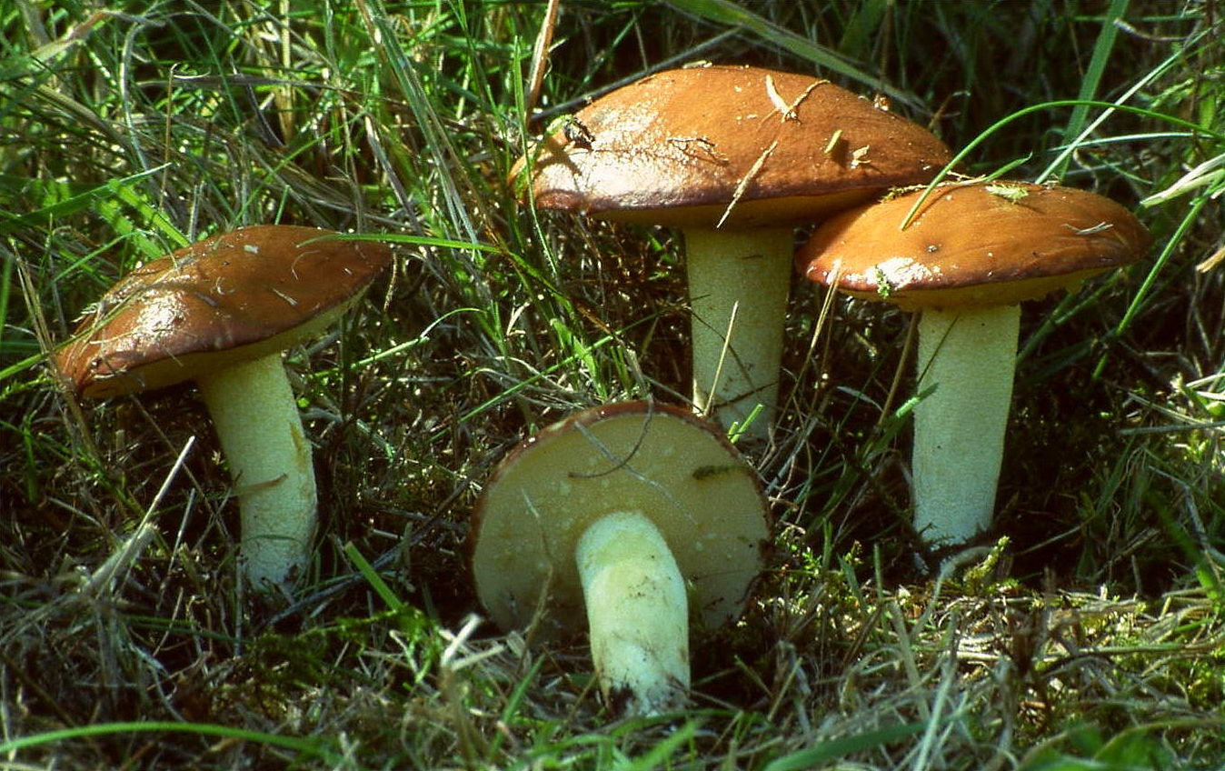 Suillus_granulatus_1.jpg