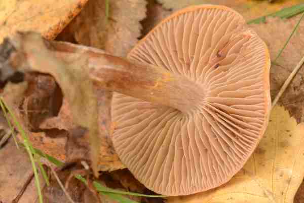 Cortinarius.rigidus2.jpg