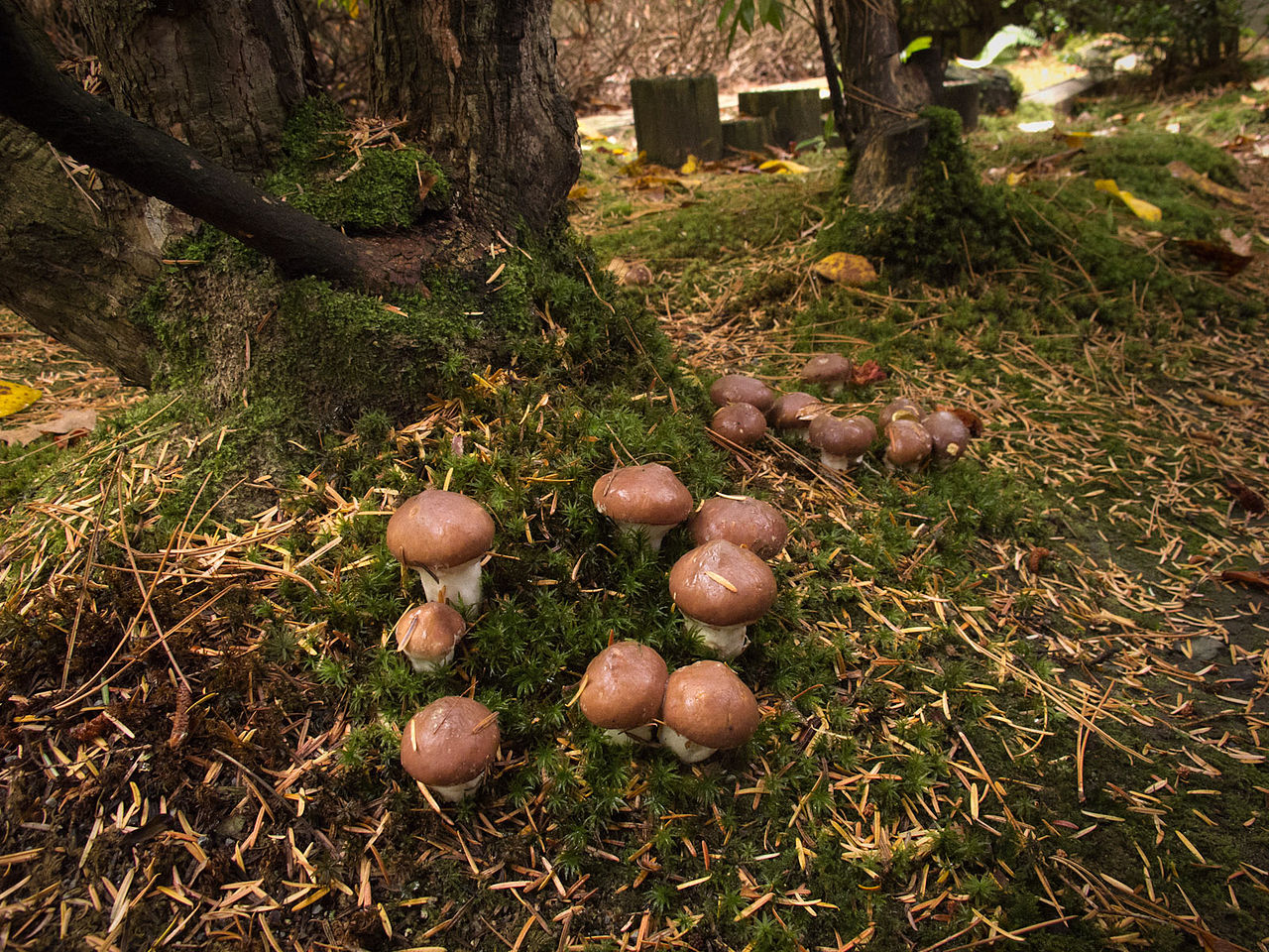 1280px-2012-10-12_Suillus_luteus_(L.)_Roussel_271431.jpg