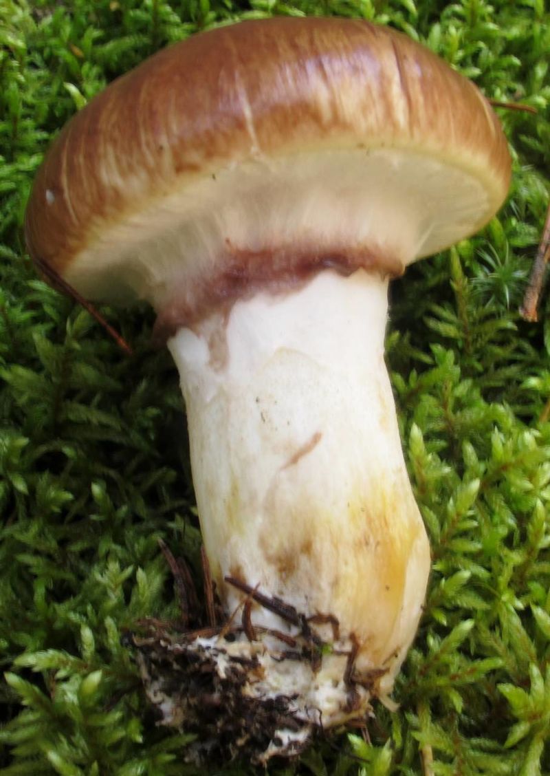 Suillus_luteus_269479.jpg