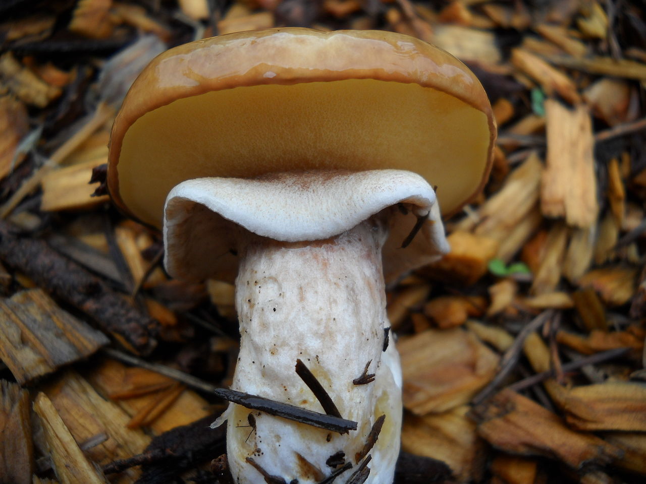 Suillus_luteus_113280.jpg