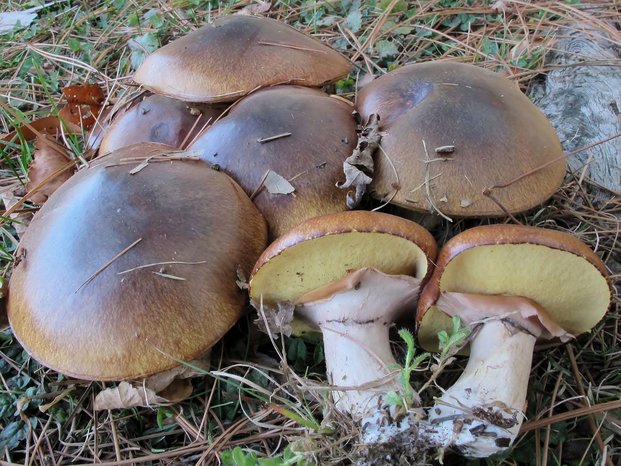Suillus_luteus_475376.jpg
