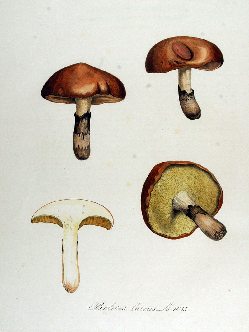 Boletus_luteus_?_Flora_Batava_?_Volume_v13.jpg