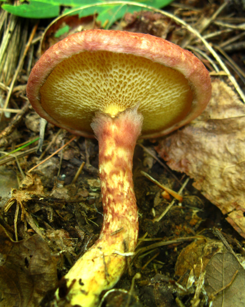 800px-Suillus_spraguei_58269.jpg