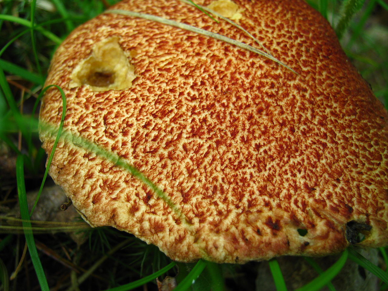 1280px-Suillus_pictus_50906.jpg