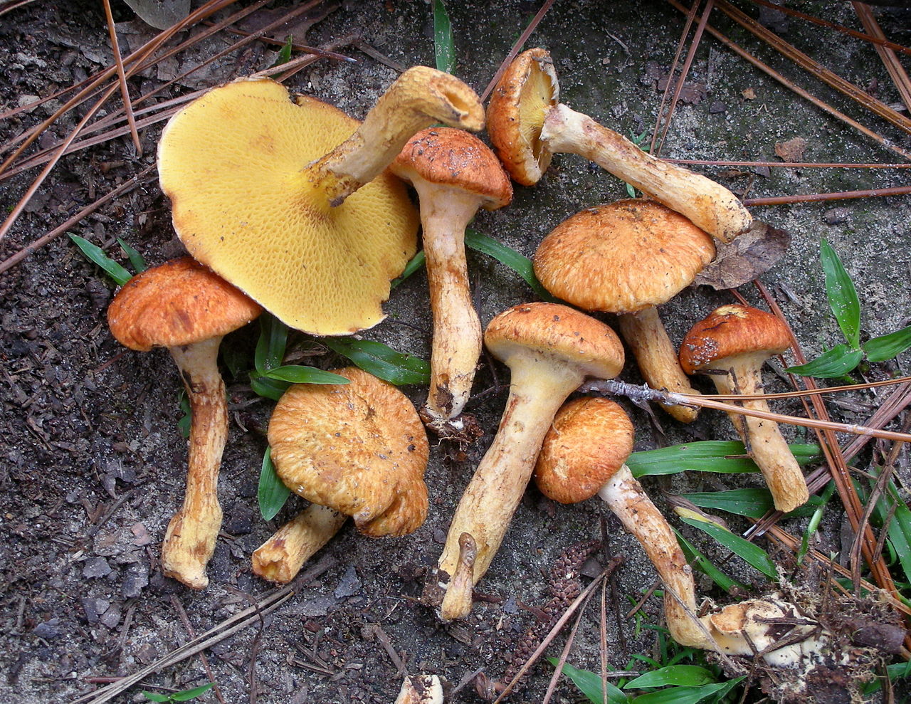 1280px-Suillus_decipiens_59623.jpg