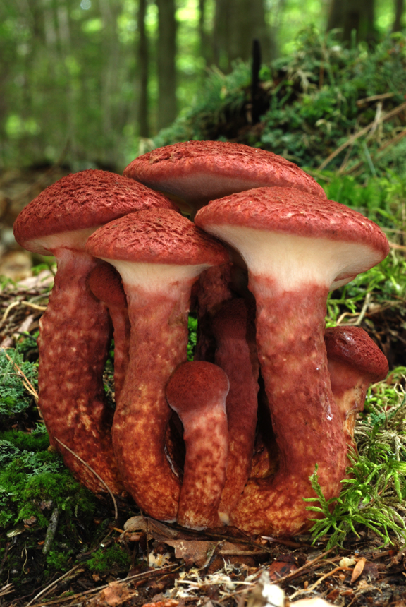 Suillus_spraguei_24365.jpg