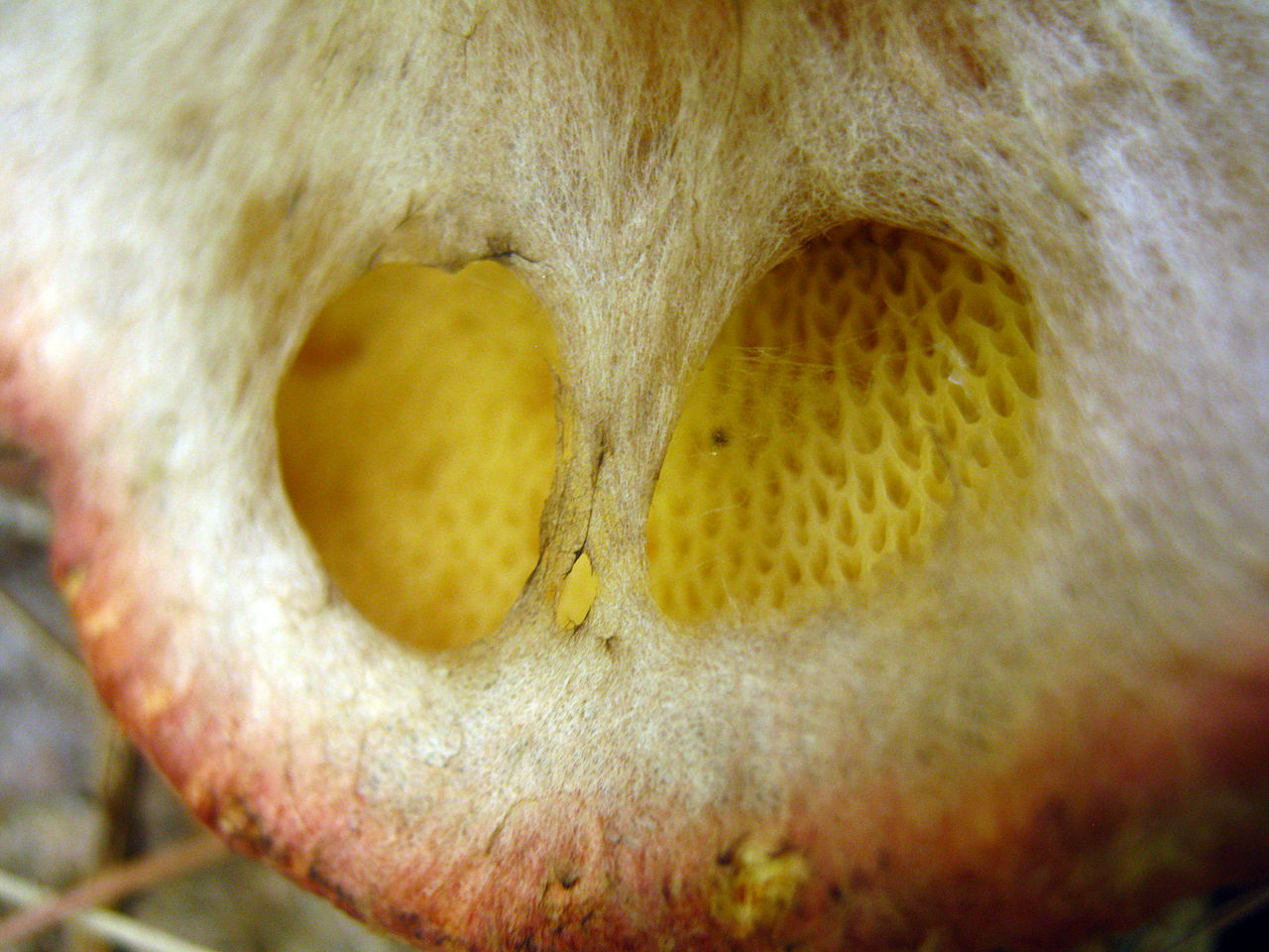 1280px-Suillus_spraguei_102857.jpg