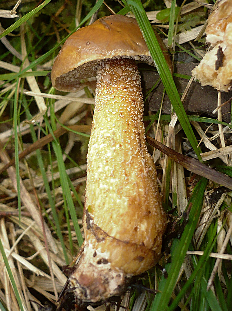 800px-2012-04-07_Suillus_plorans_(Rolland)_Kuntze_211065_crop.jpg
