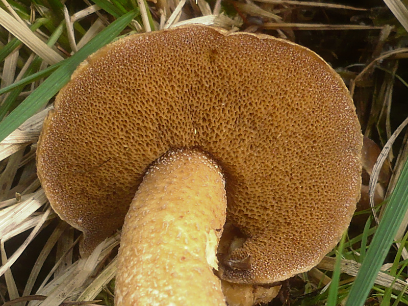 2012-04-07_Suillus_plorans_crop.jpg
