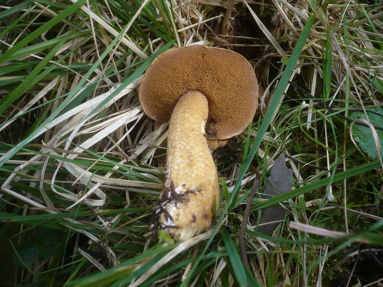 1280px-Suillus_plorans_211063 (1).jpg