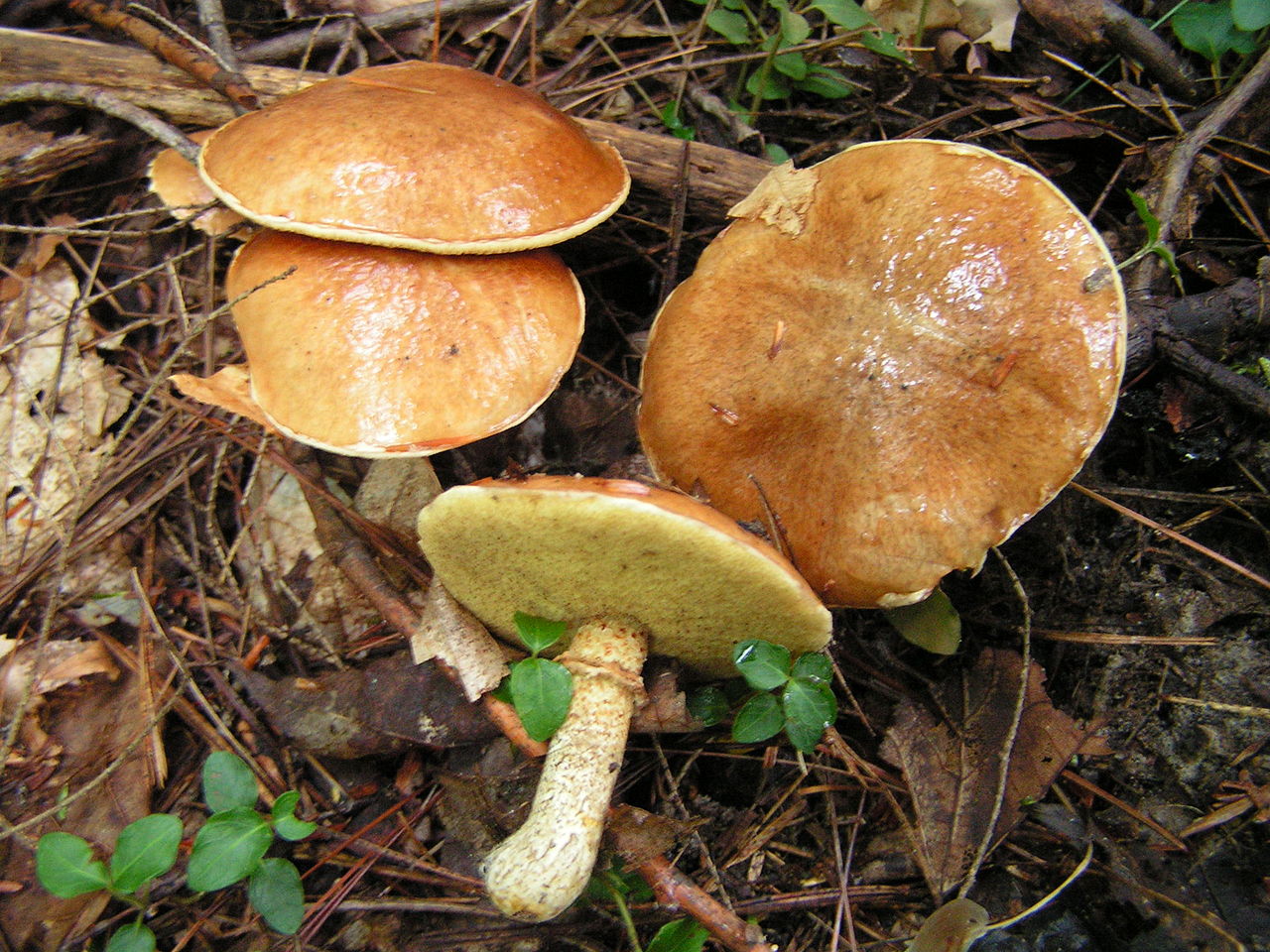 1280px-Suillus_intermedius_56776.jpg