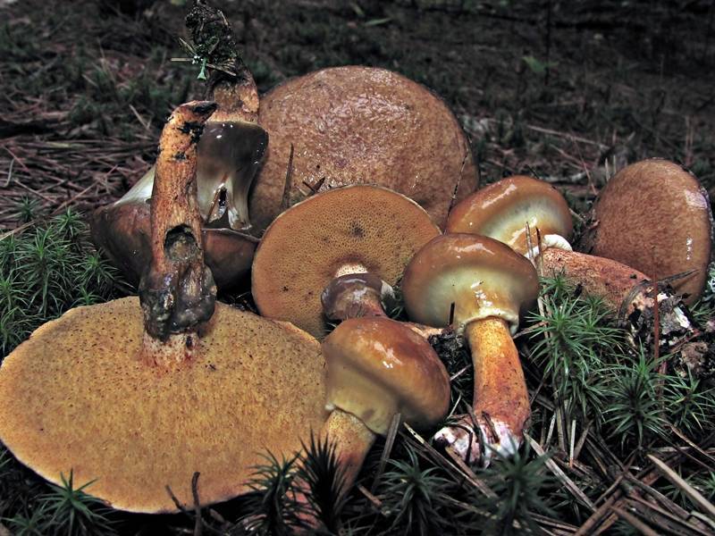 Suillus_salmonicolor_167330.jpg