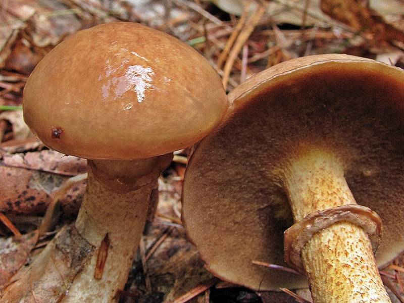 Suillus_acidus_110096.jpg