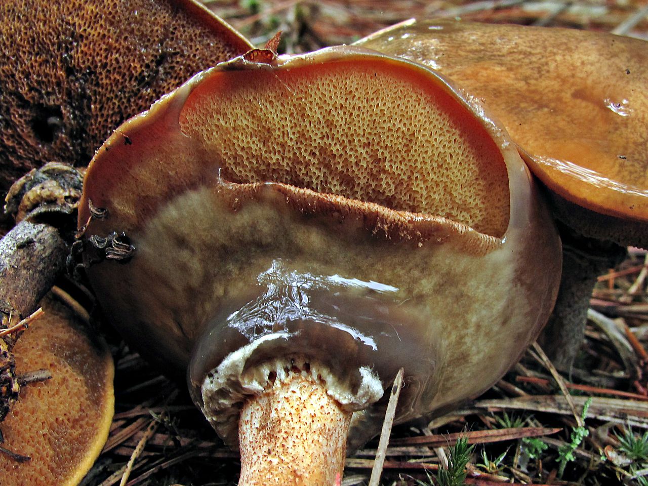 1280px-Suillus_salmonicolor_167980.jpg