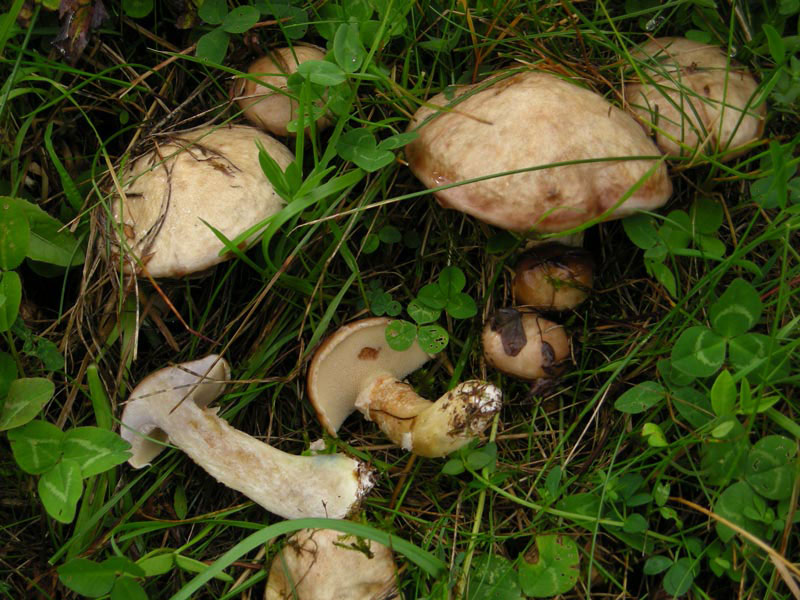 Suillus_viscidus_1.jpg