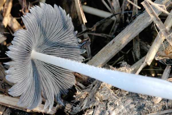 Coprinopsis.cinerea2.jpg