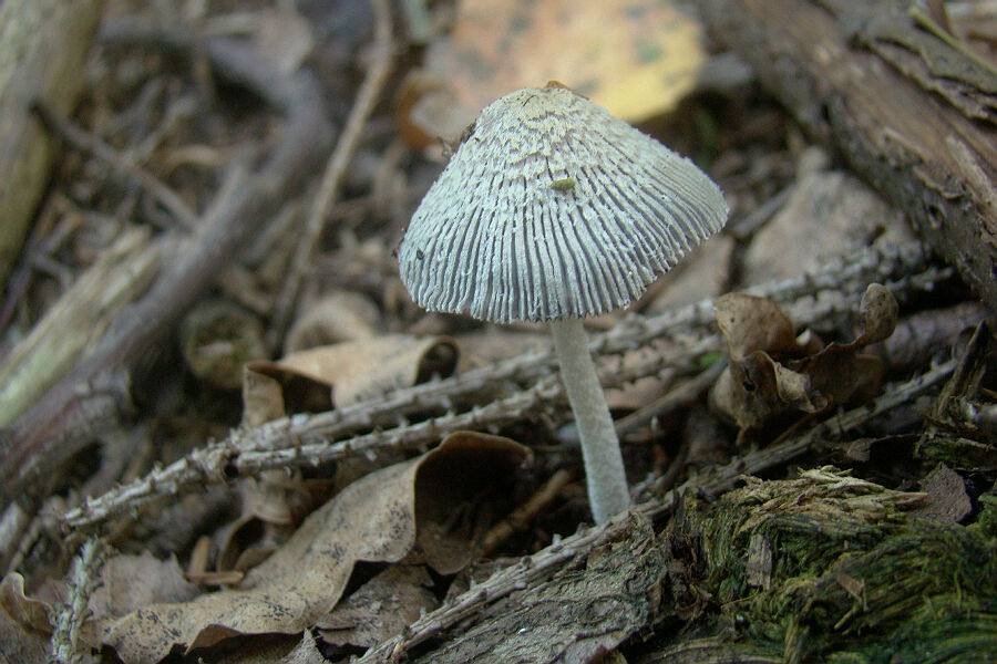 coprinus echinosporus 2.jpg
