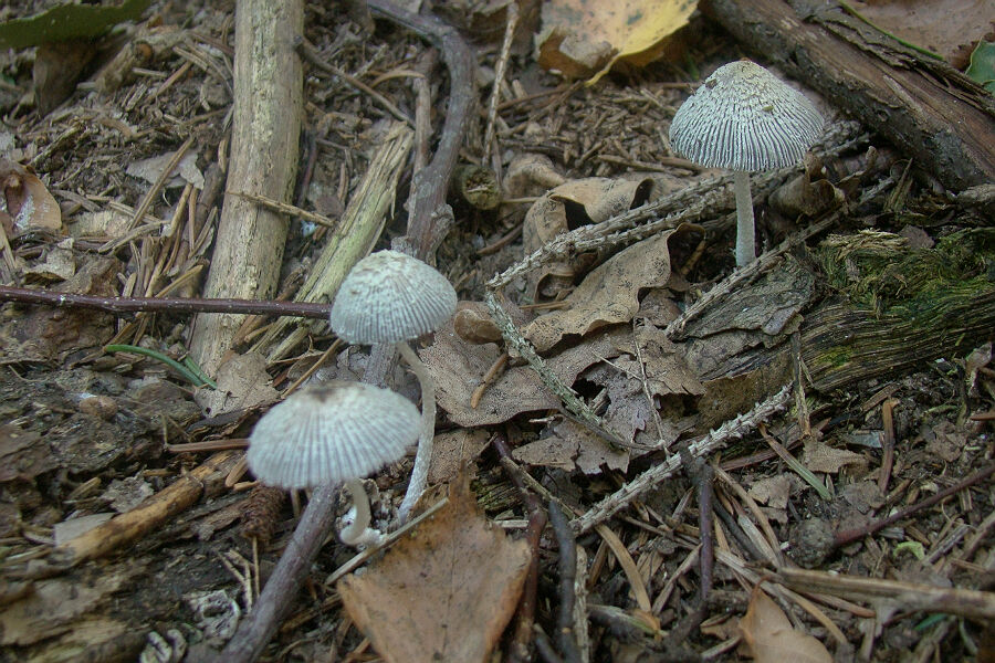 coprinus echinosporus 1.jpg