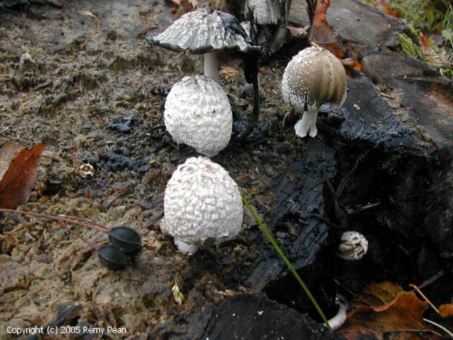Coprinopsis_episcopalis_2005_rp_1.jpg