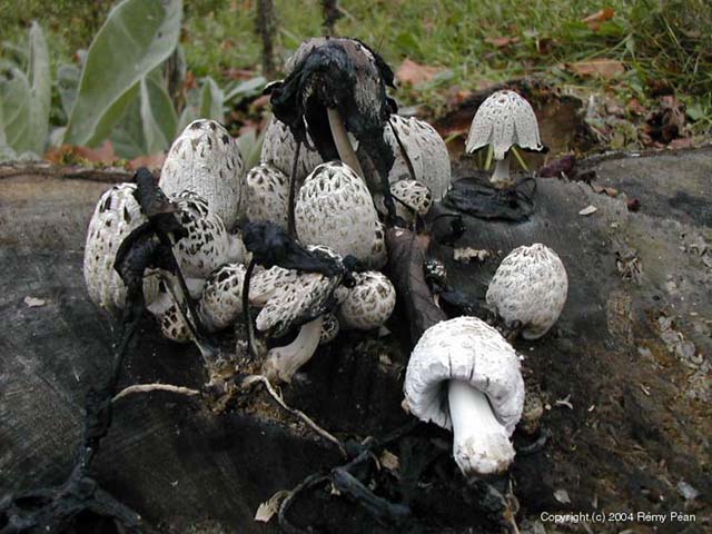 Coprinopsis_episcopalis_2004_rp_1.jpg