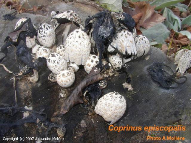 Coprinopsis_episcopalis_2007_am_1.jpg