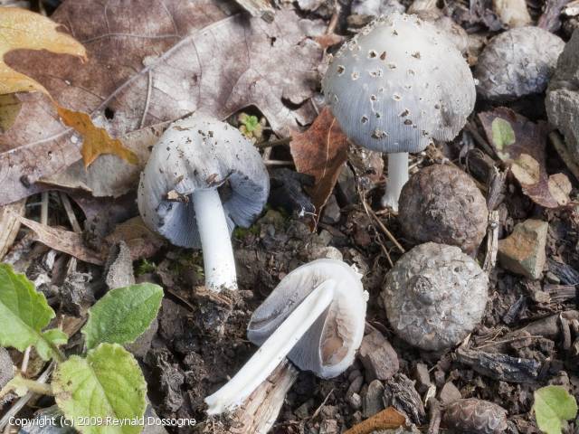 Coprinopsis_episcopalis_2009_rd_1.jpg