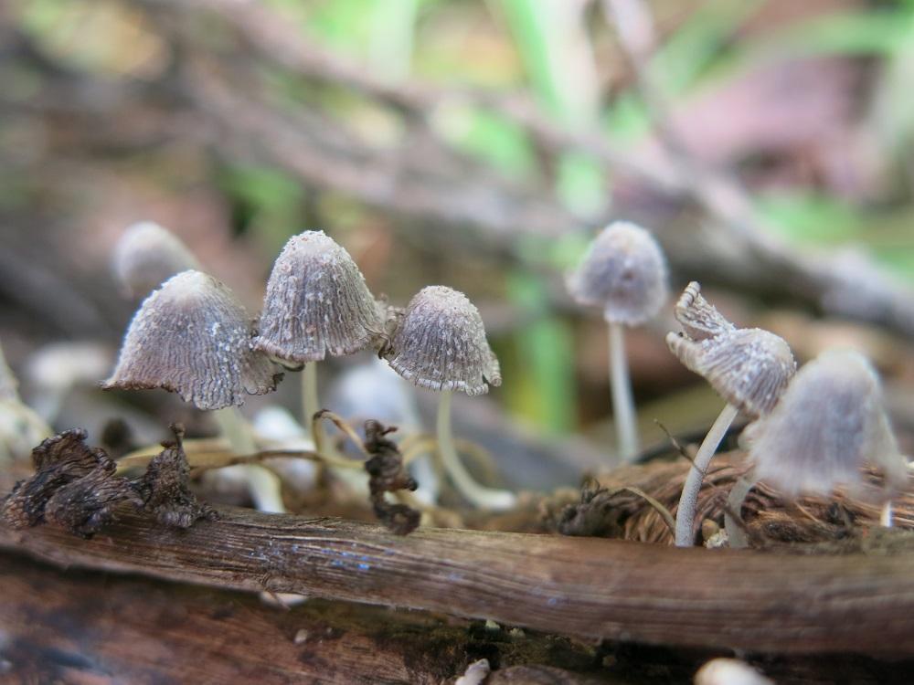 Coprinopsis friesii費賴斯似鬼傘 (12)陳雅芬.jpg