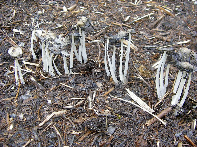 マルミノヒトヨタケ (3).jpg