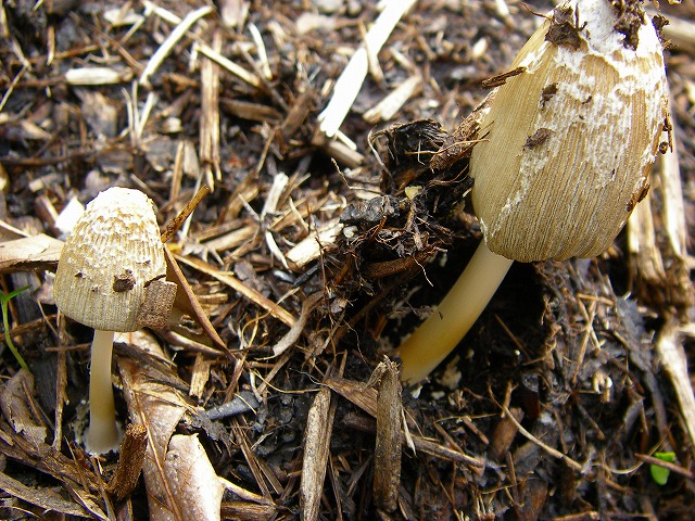 マルミノヒトヨタケ (1).jpg